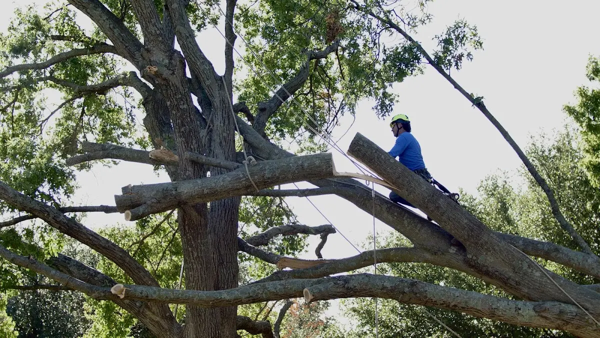 Professional Crown Thinning performed by certified arborists in Burns Flat